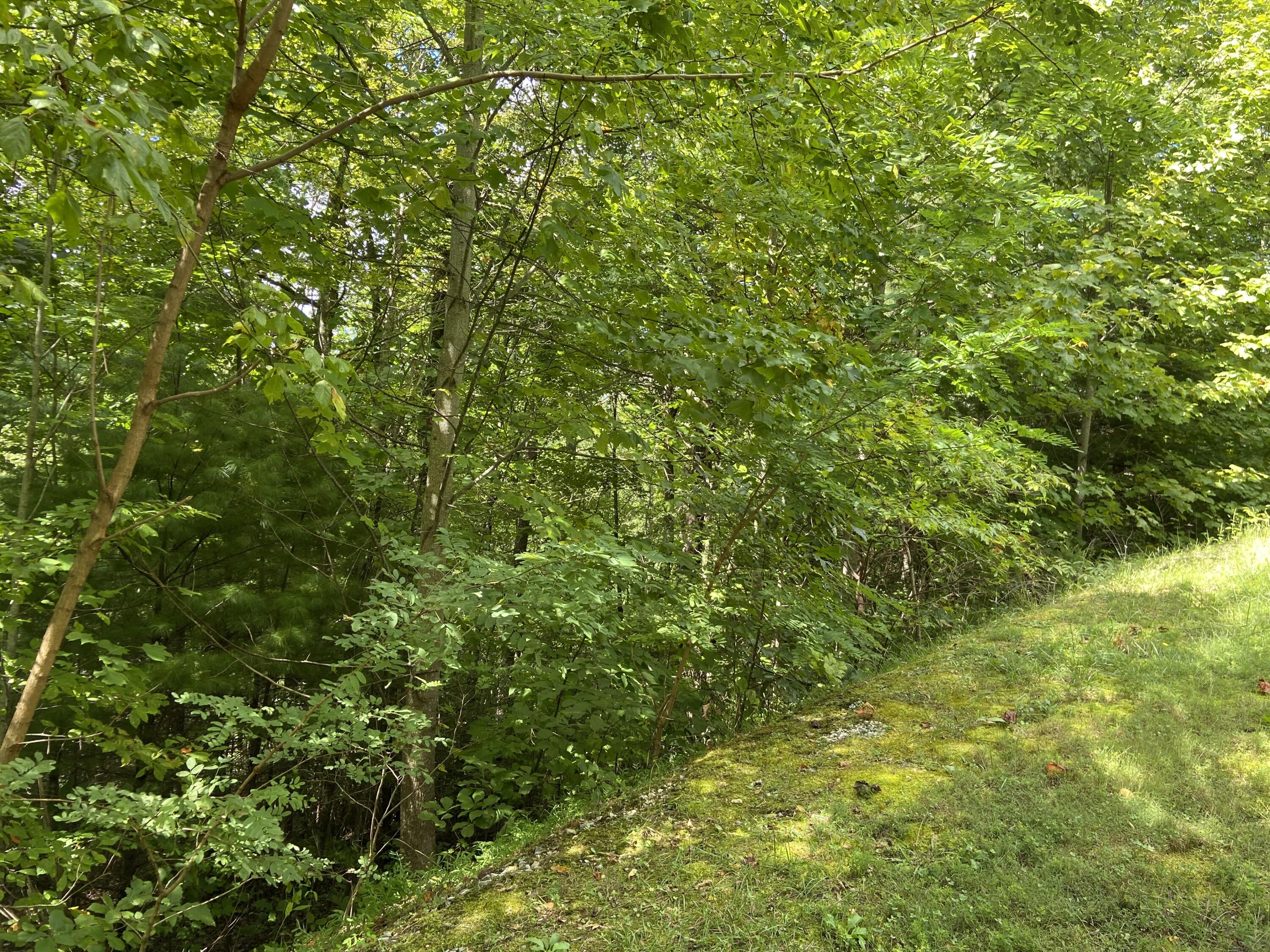 Long Rifle Road Sevierville, TN 37862 - Photo 4 of 13 Wooded Lot
