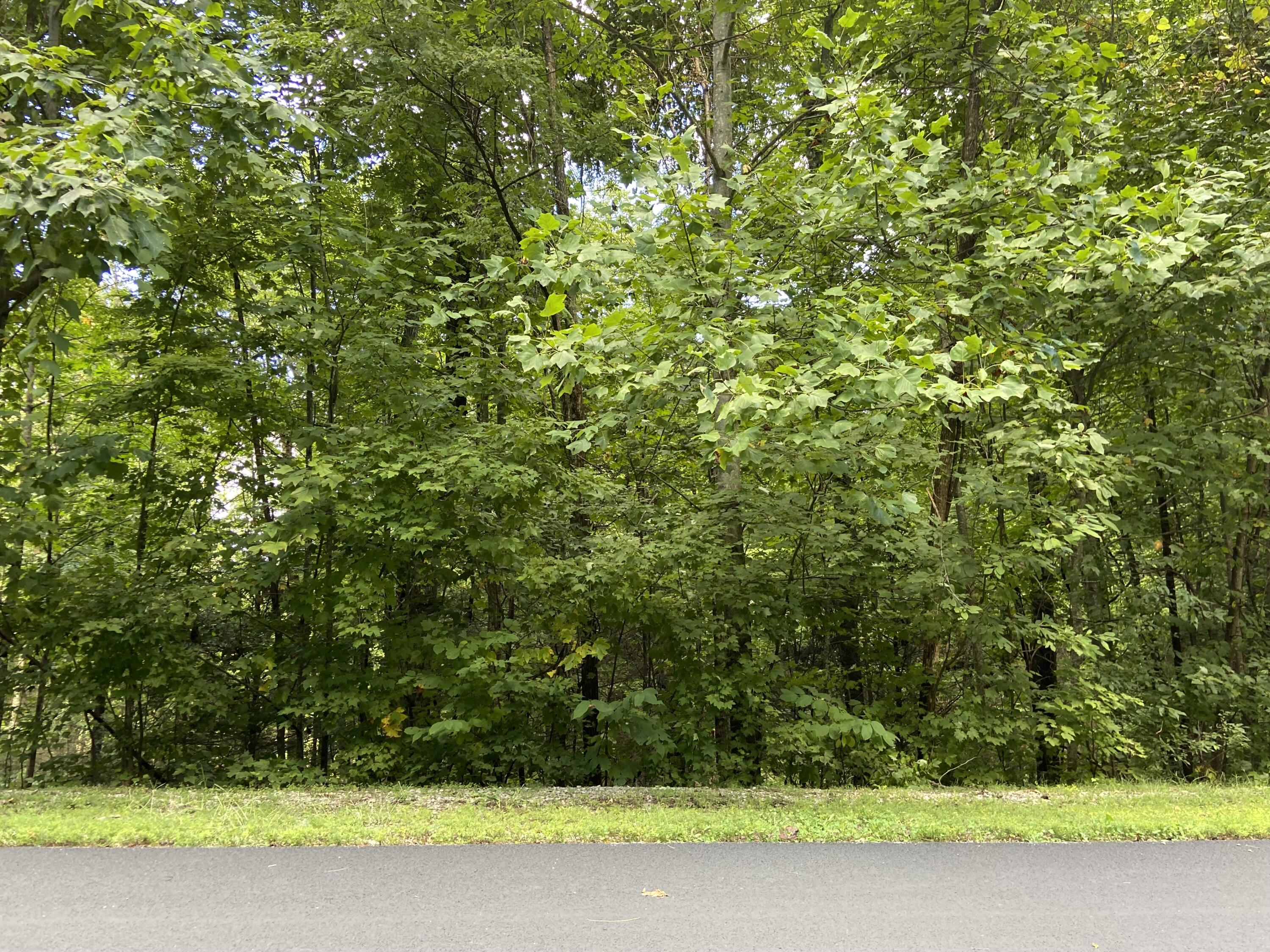 Long Rifle Road Sevierville, TN 37862 - Photo 5 of 13 Lot 119