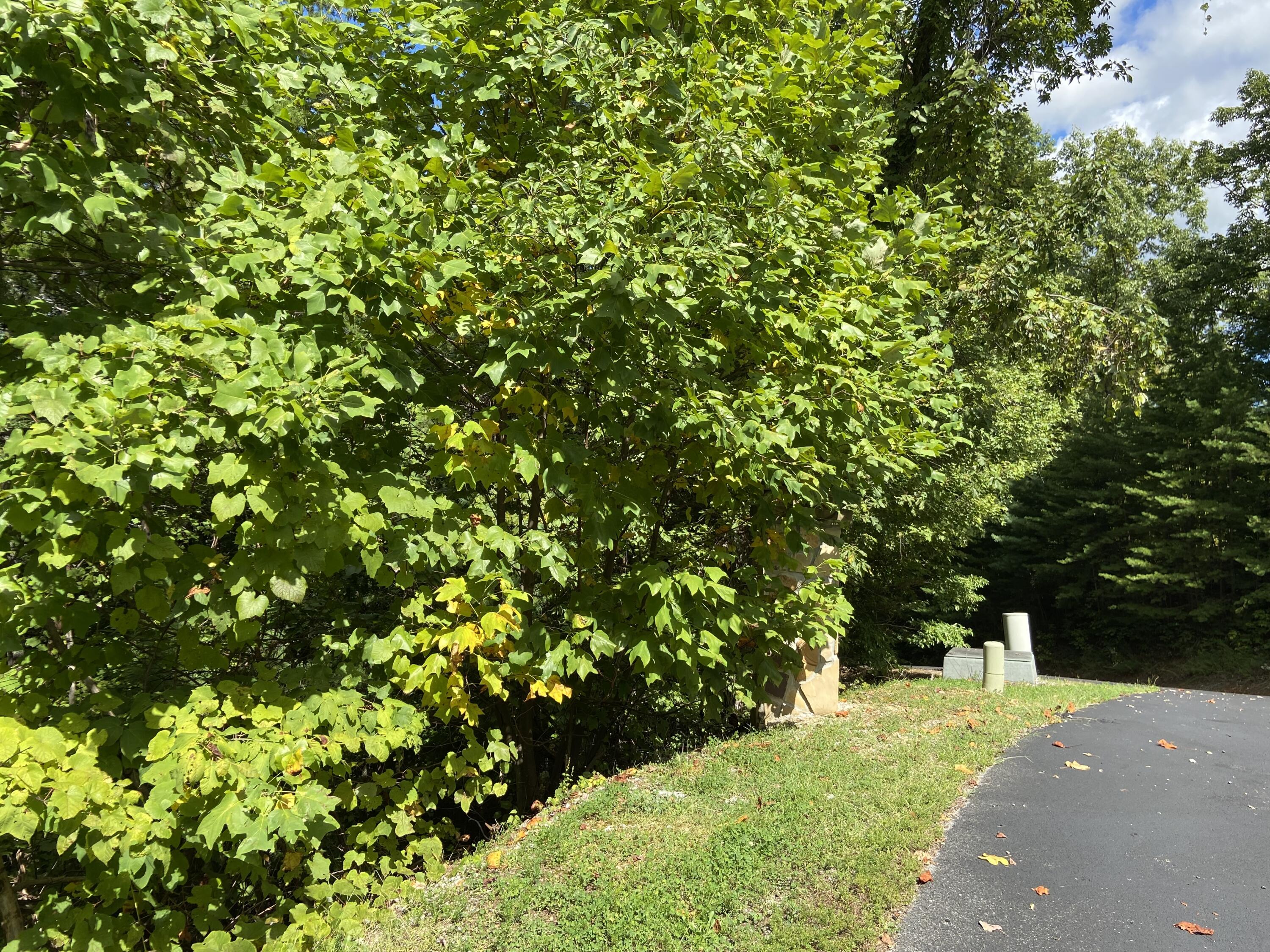 Long Rifle Road Sevierville, TN 37862 - Photo 6 of 13 Lot 119