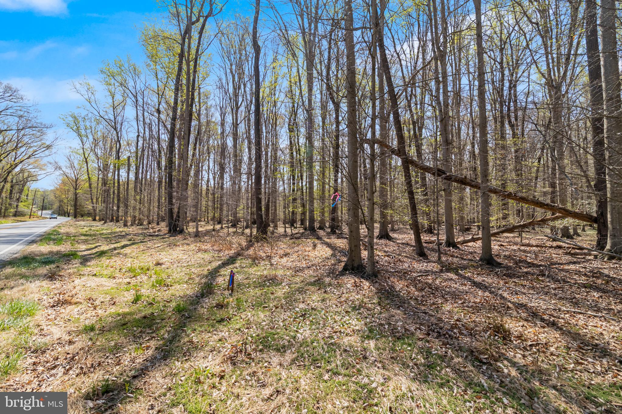 a view of a backyard with large trees