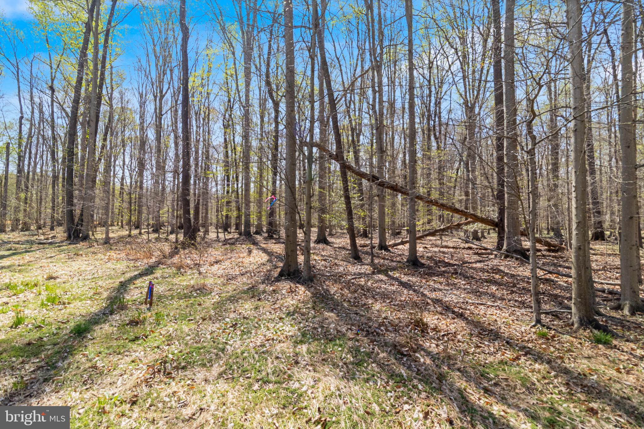 Lot 13 Billingsley Road White Plains, MD 20695 - Photo 2 of 20 a view of backyard with wooden fence and large trees