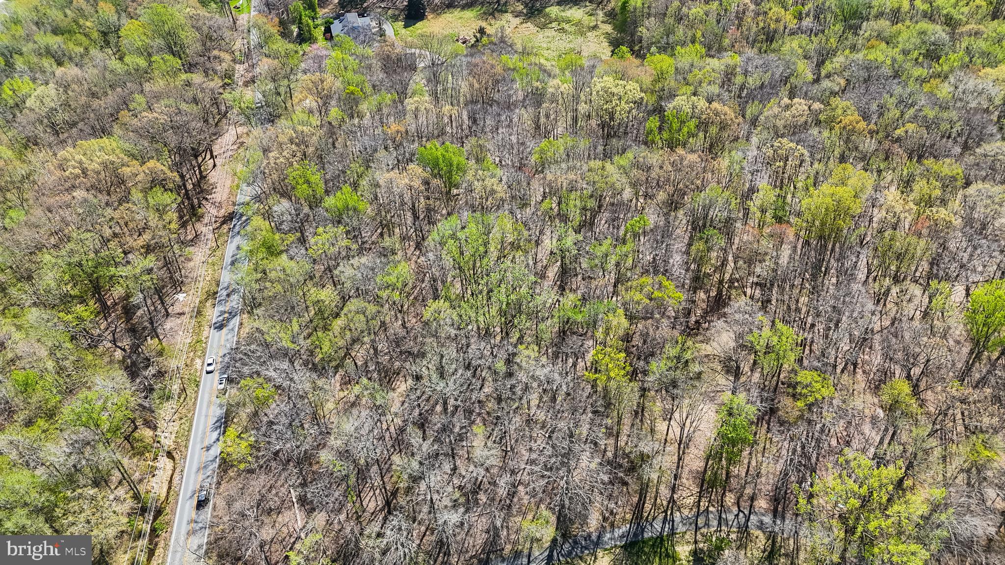 Lot 13 Billingsley Road White Plains, MD 20695 - Photo 7 of 20 a close up of a plant