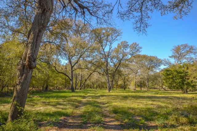 a view of field with large trees