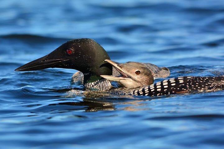 1 Spool Yard Road Milo, ME 04463 - Photo 146 of 165 Loons