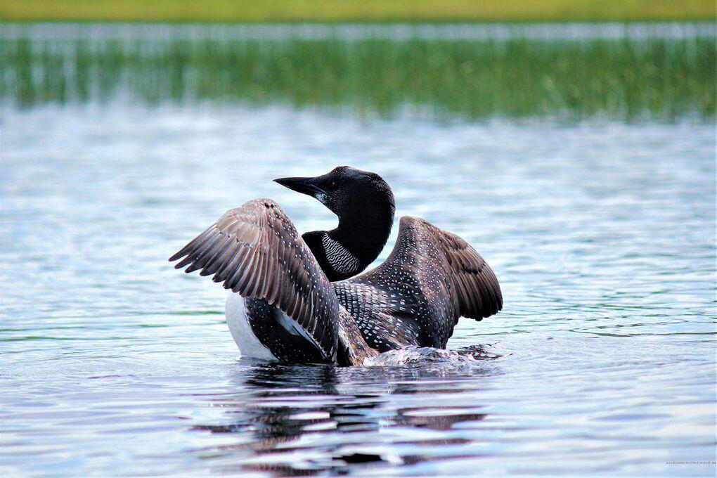 1 Spool Yard Road Milo, ME 04463 - Photo 147 of 165 Hear the Call of the Loons!