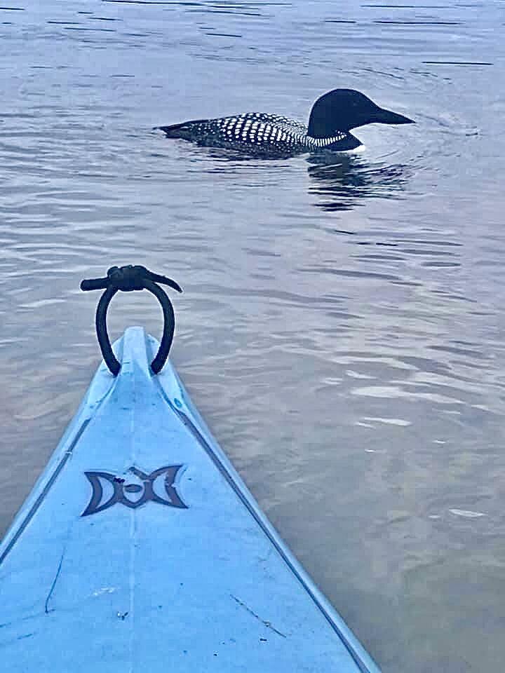 1 Spool Yard Road Milo, ME 04463 - Photo 148 of 165 Kayak with the Loons!