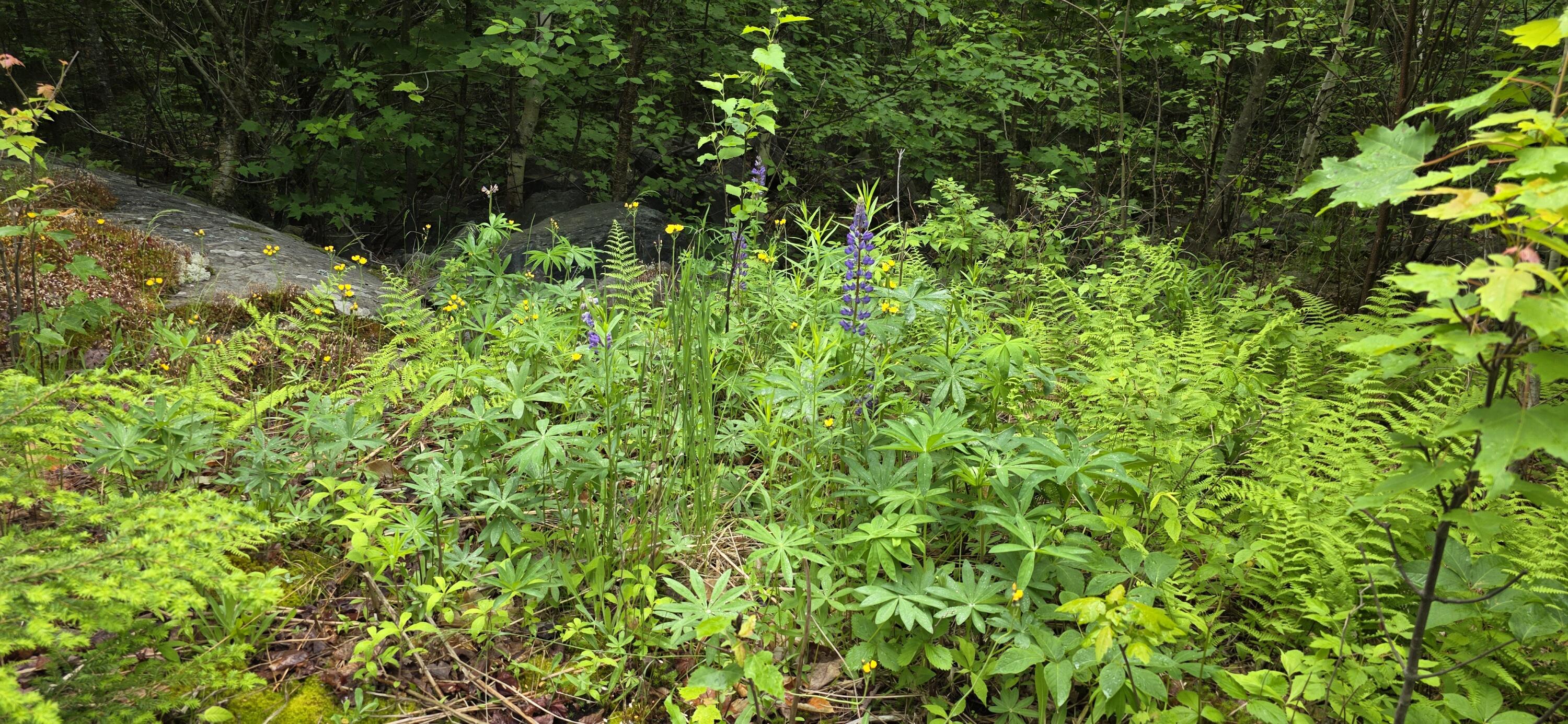 290 Allagash Road Greenville, ME 04441 - Photo 56 of 57 Yard
