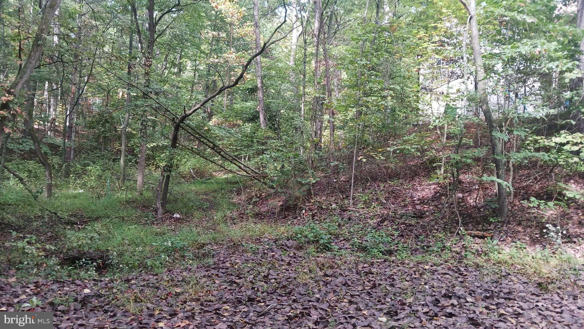 Lot 106 Pin Oak Rd Mount Mount Jackson, VA 22842 - Photo 14 of 17 a view of a forest that has large trees