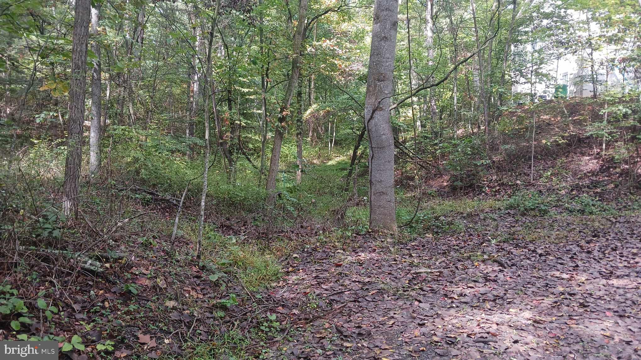 Lot 106 Pin Oak Rd Mount Mount Jackson, VA 22842 - Photo 15 of 17 a view of a forest with trees