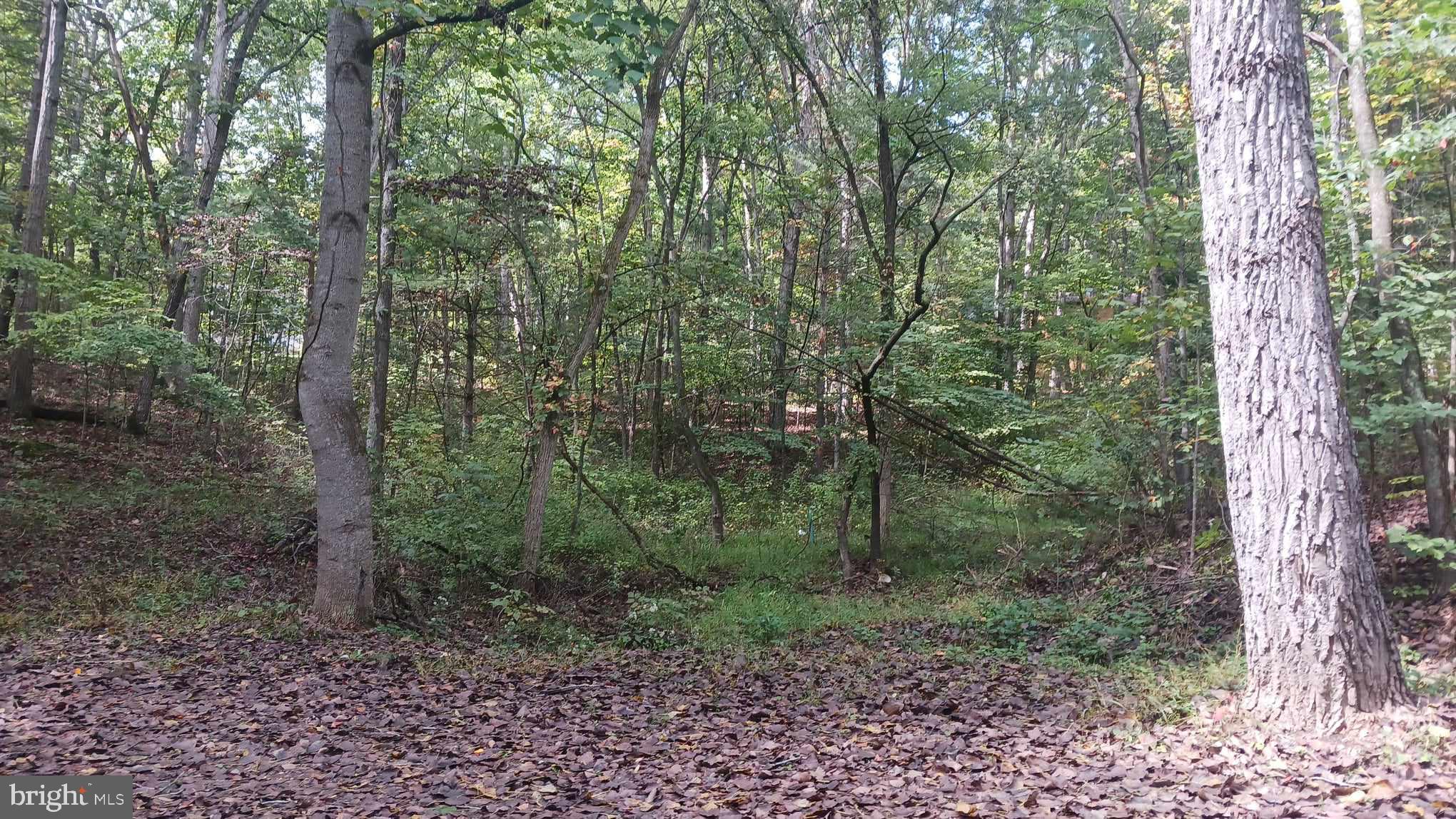 Lot 106 Pin Oak Rd Mount Mount Jackson, VA 22842 - Photo 16 of 17 a view of a forest filled with trees