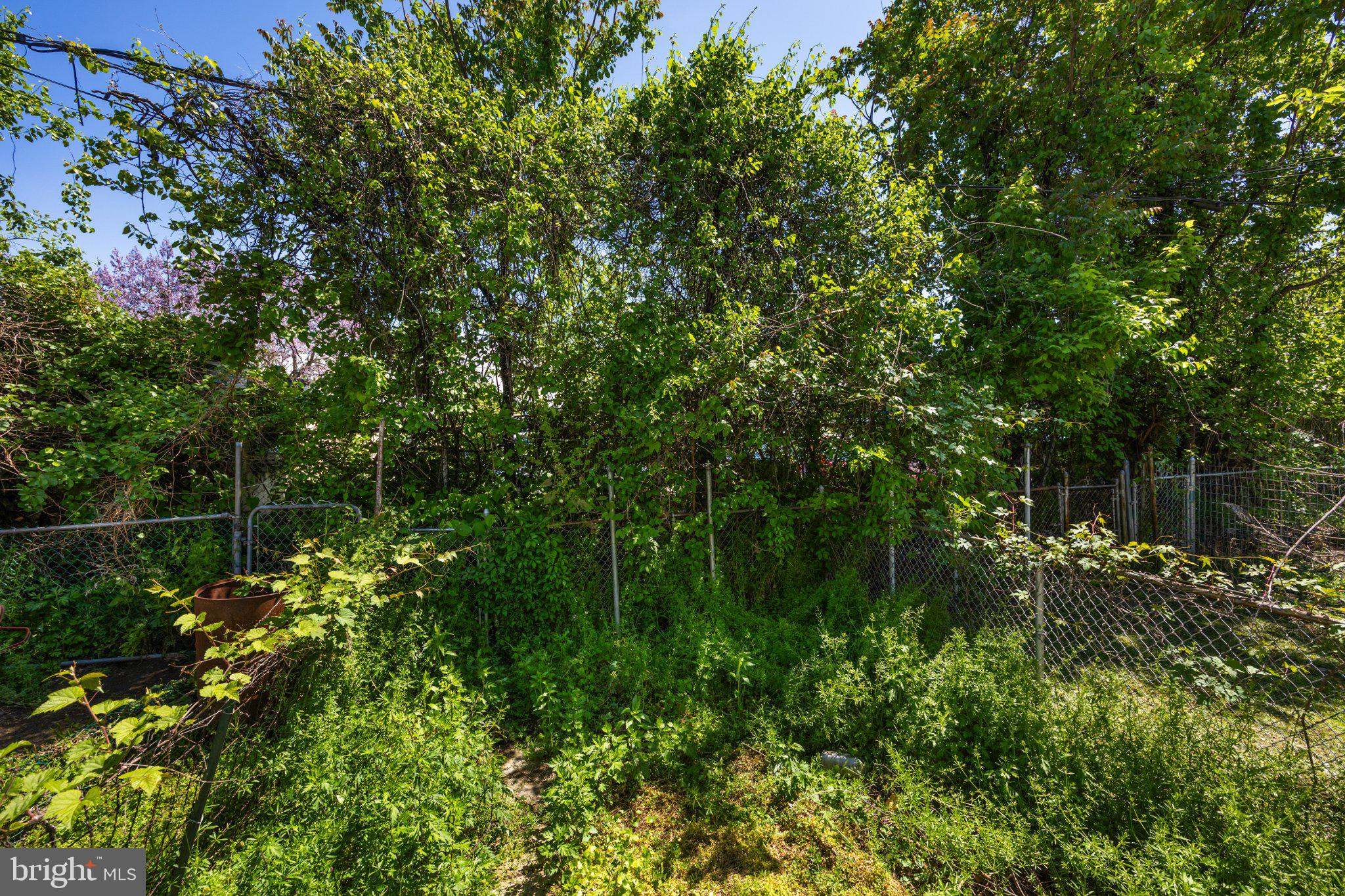 59 North Keystone Avenue Upper Darby, PA 19082 - Photo 22 of 27 Lush greenery in a tranquil garden.
