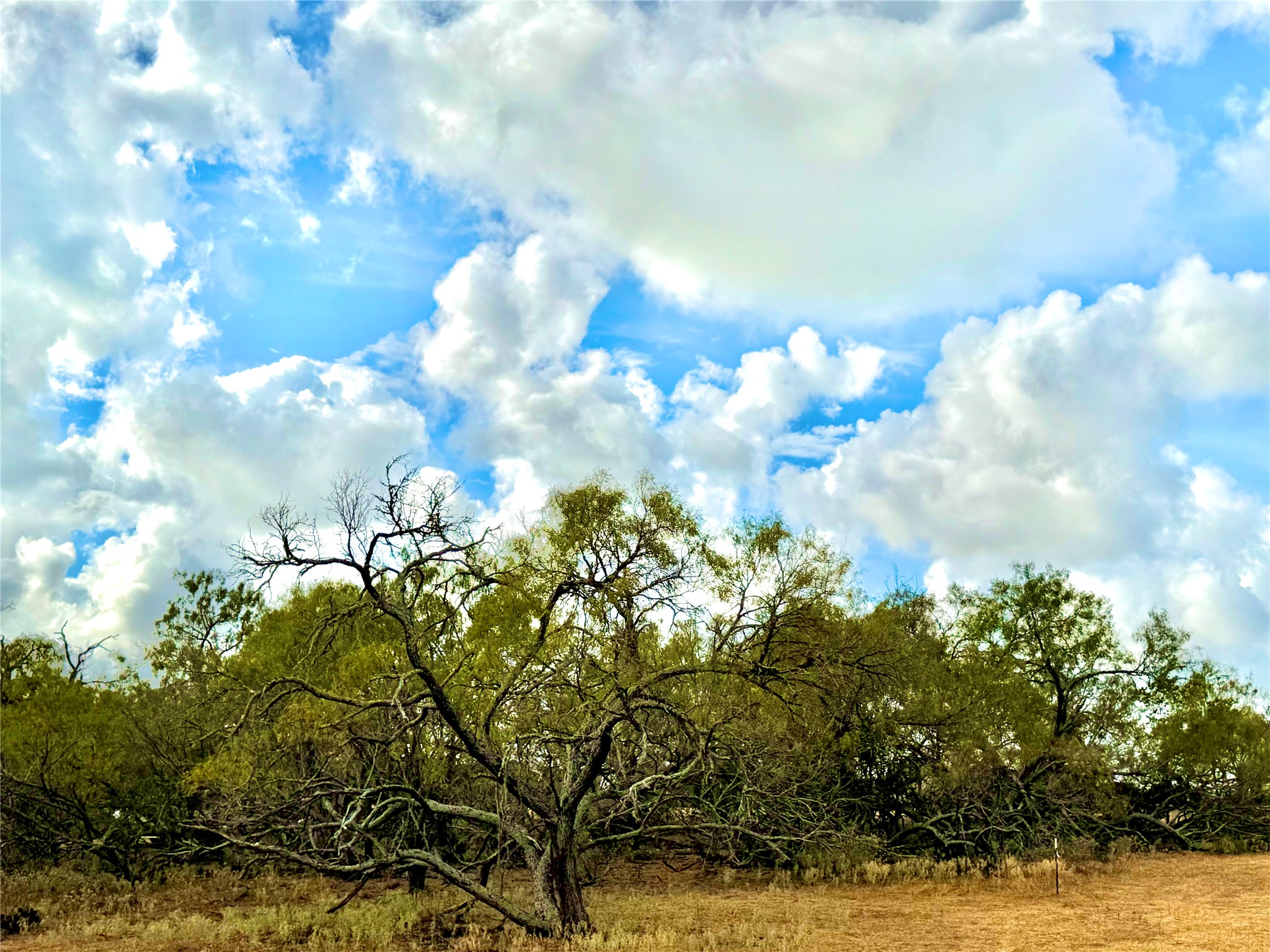 6052 Tenney Creek Road Luling, TX 78648 - Photo 20 of 22 View of local wilderness