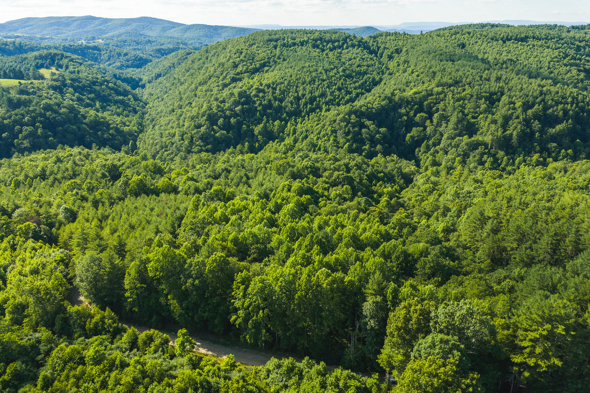 Tbd Sawmill Hill Road Northwest Willis, VA 24380 - Photo 1 of 40 a view of a lush green forest with trees and grass