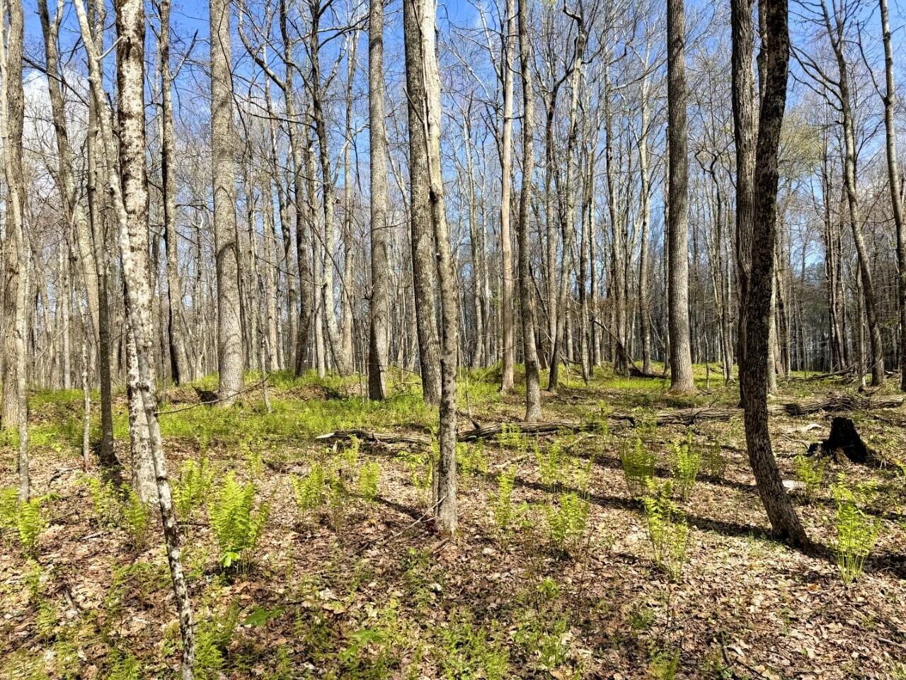 0 Iona Road White Oak, WV 25989 - Photo 66 of 150 Tract-14-IMG_3682