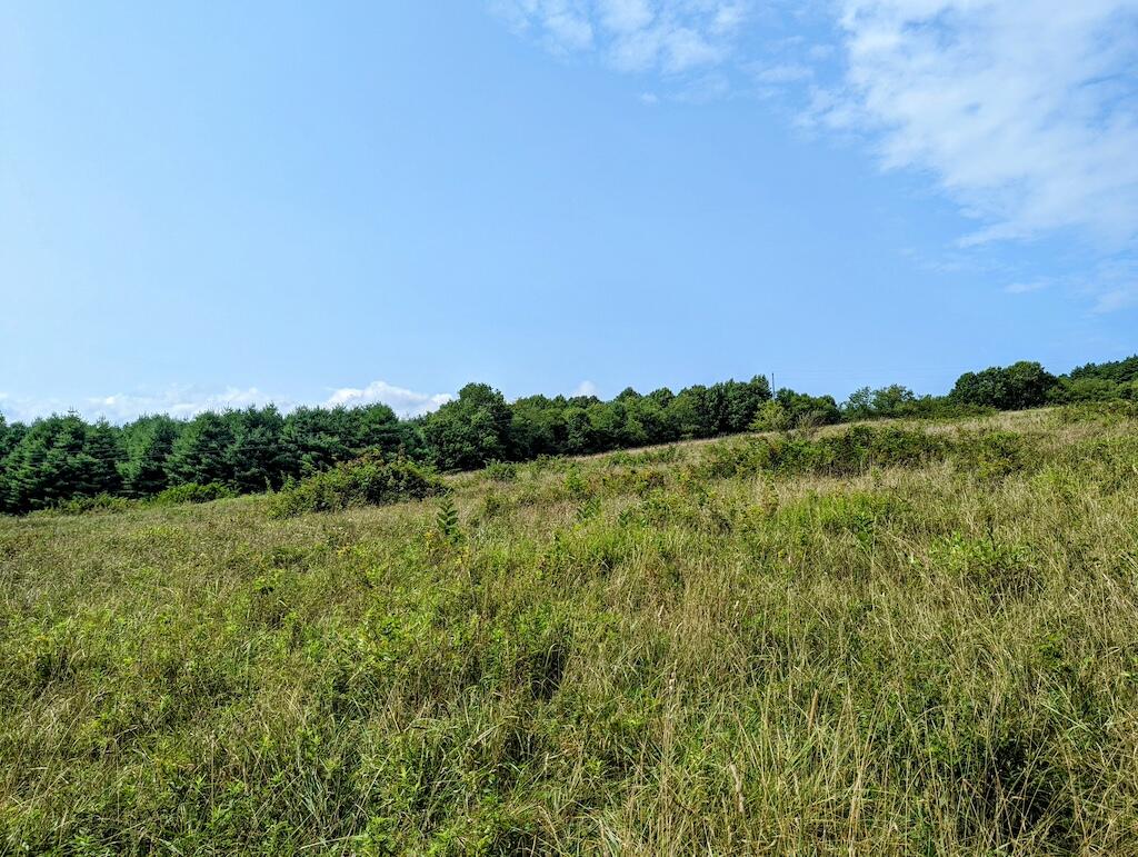 0 Camp Five Road Willis, VA 24380 - Photo 8 of 9 1 (8)