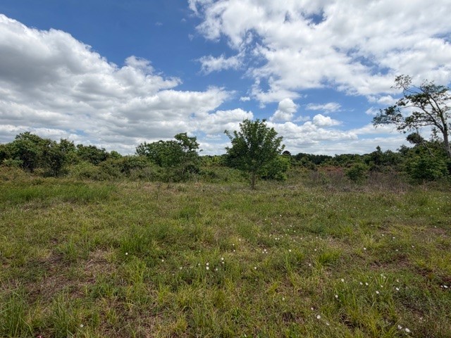 1711 County Road 773 Angleton, TX 77515 - Photo 6 of 7 a view of a field of grass and trees
