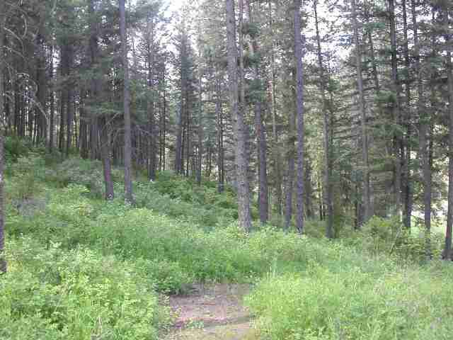 14316 North Forker Road Spokane, WA 99217 - Photo 4 of 9