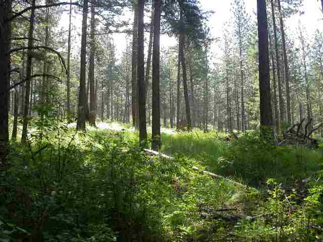 14316 North Forker Road Spokane, WA 99217 - Photo 6 of 9