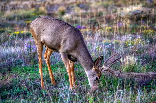 $1,500,000 | 425-and X Lakeside Drive, Pagosa Springs, CO 81147