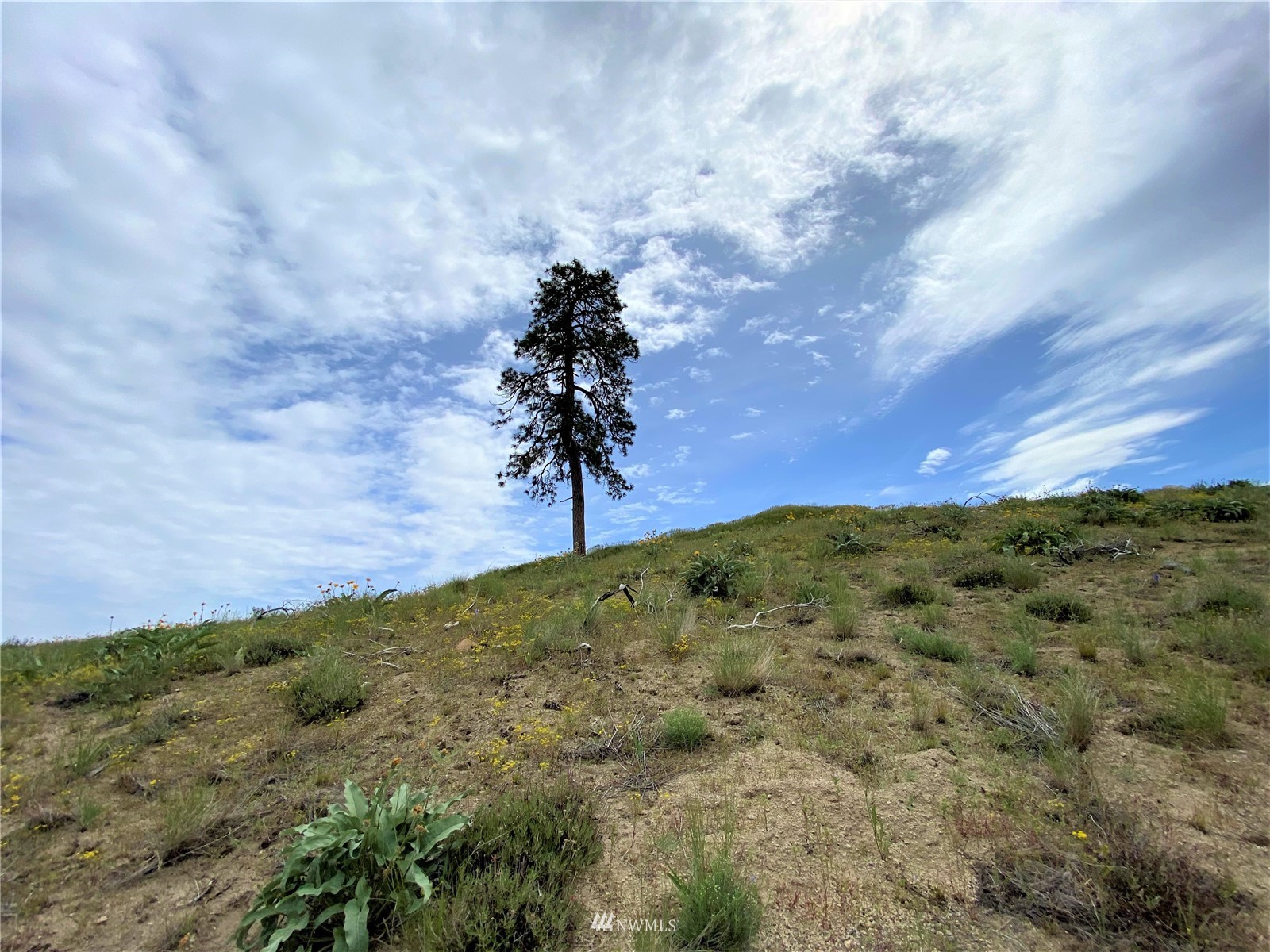 0 Sky Ridge Road Pateros, WA 98846 - Photo 22 of 39 a view of a bunch of trees and bushes