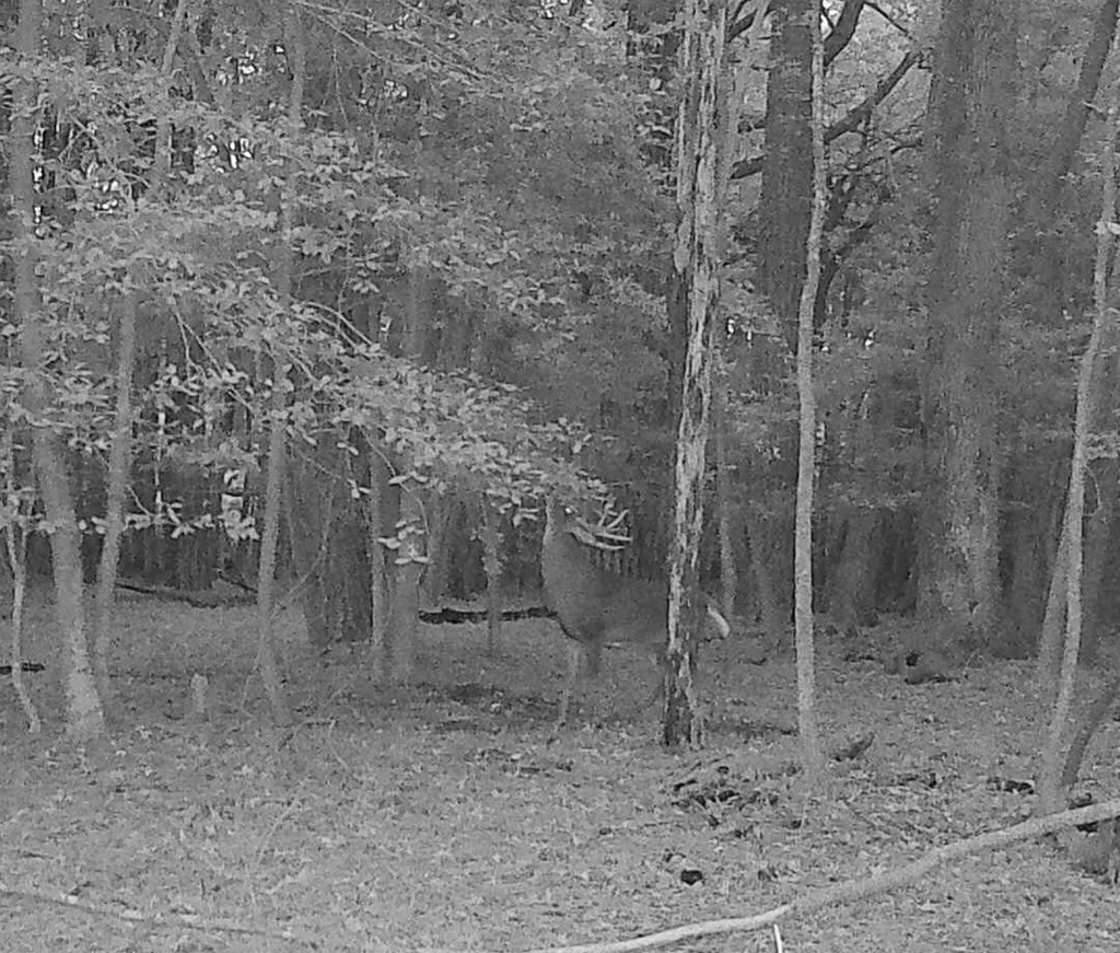 11.770 Daugherty Road Onancock, VA 23417 - Photo 7 of 13