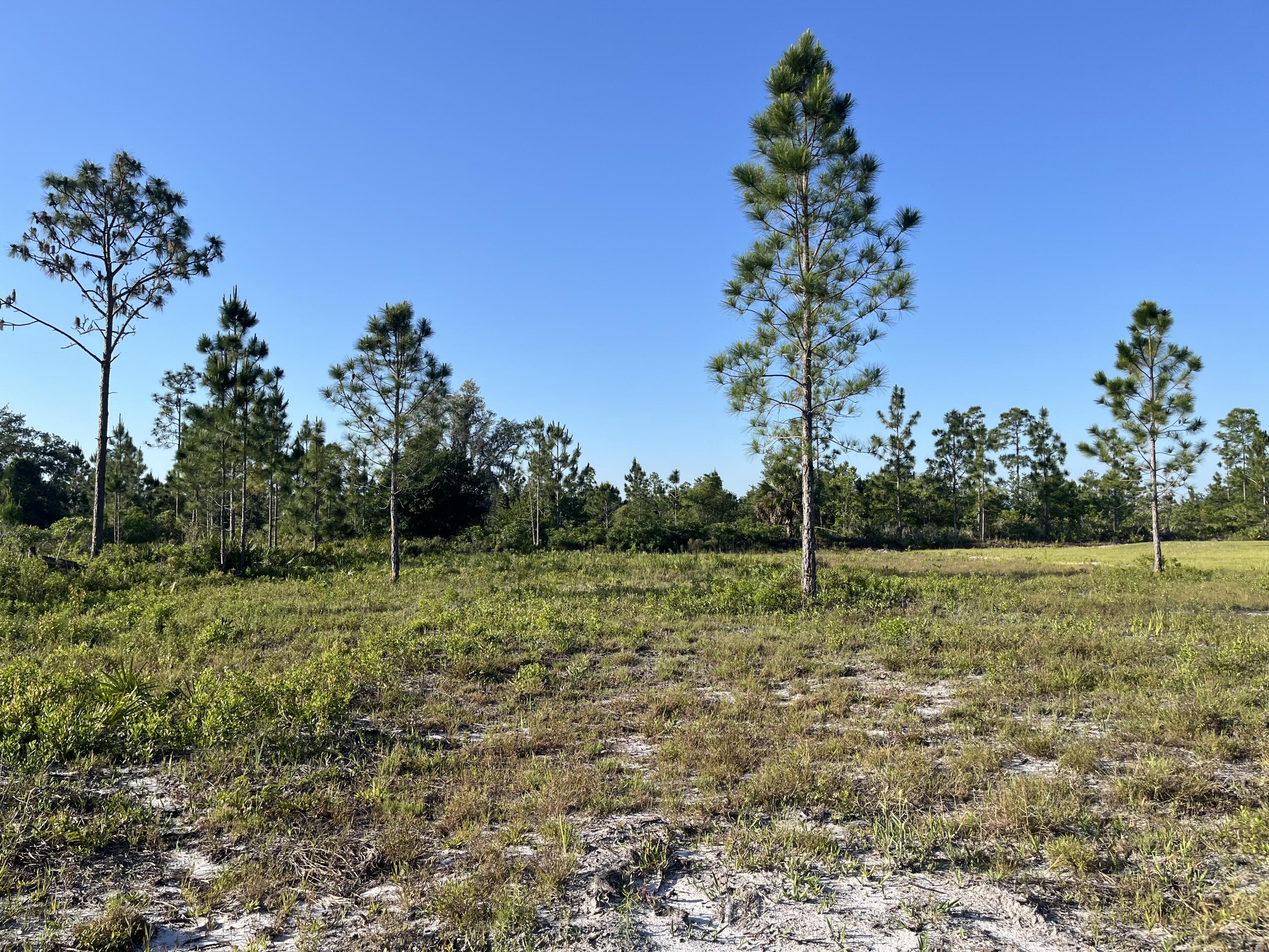 0 Calendula Drive Frostproof, FL 33843 - Photo 6 of 9 a view of outdoor space and yard