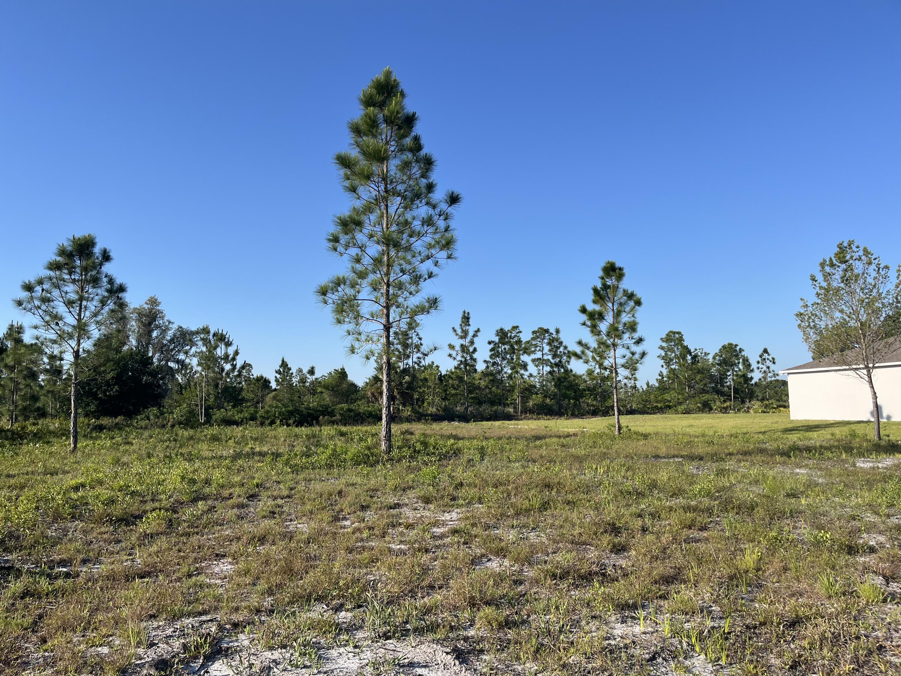 0 Calendula Drive Frostproof, FL 33843 - Photo 7 of 9 a view of a field with a tree