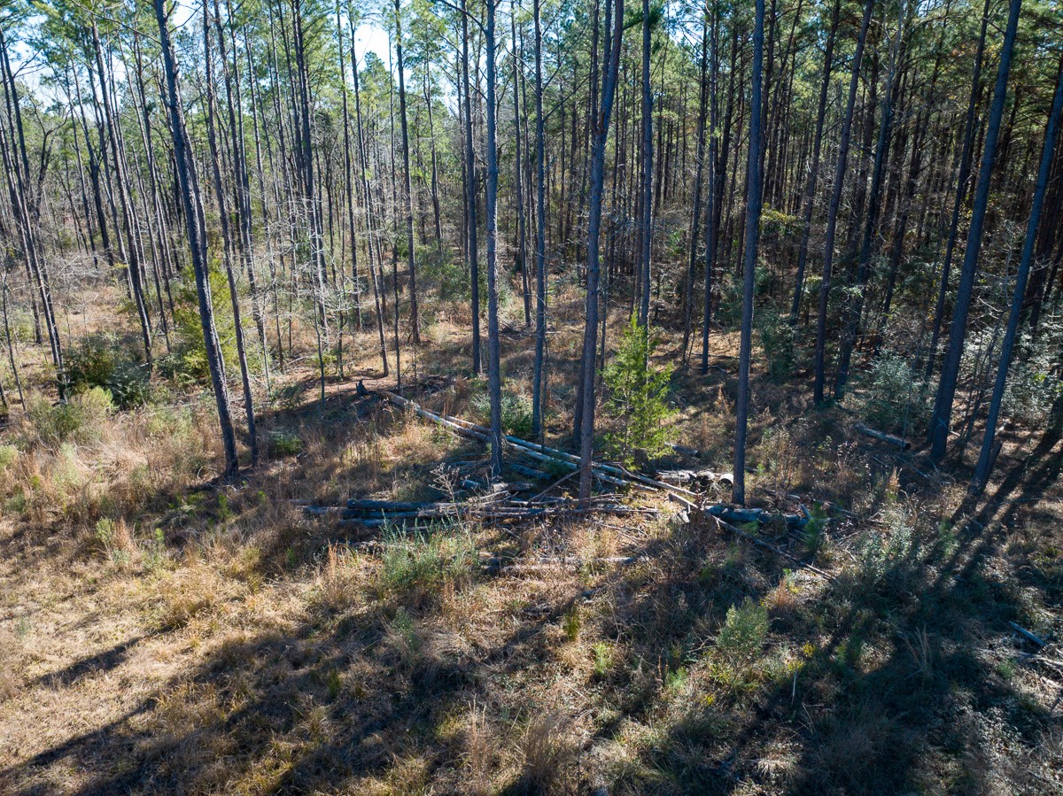 Tbd O'Quinn Road Pollok, TX 75969 - Photo 11 of 30