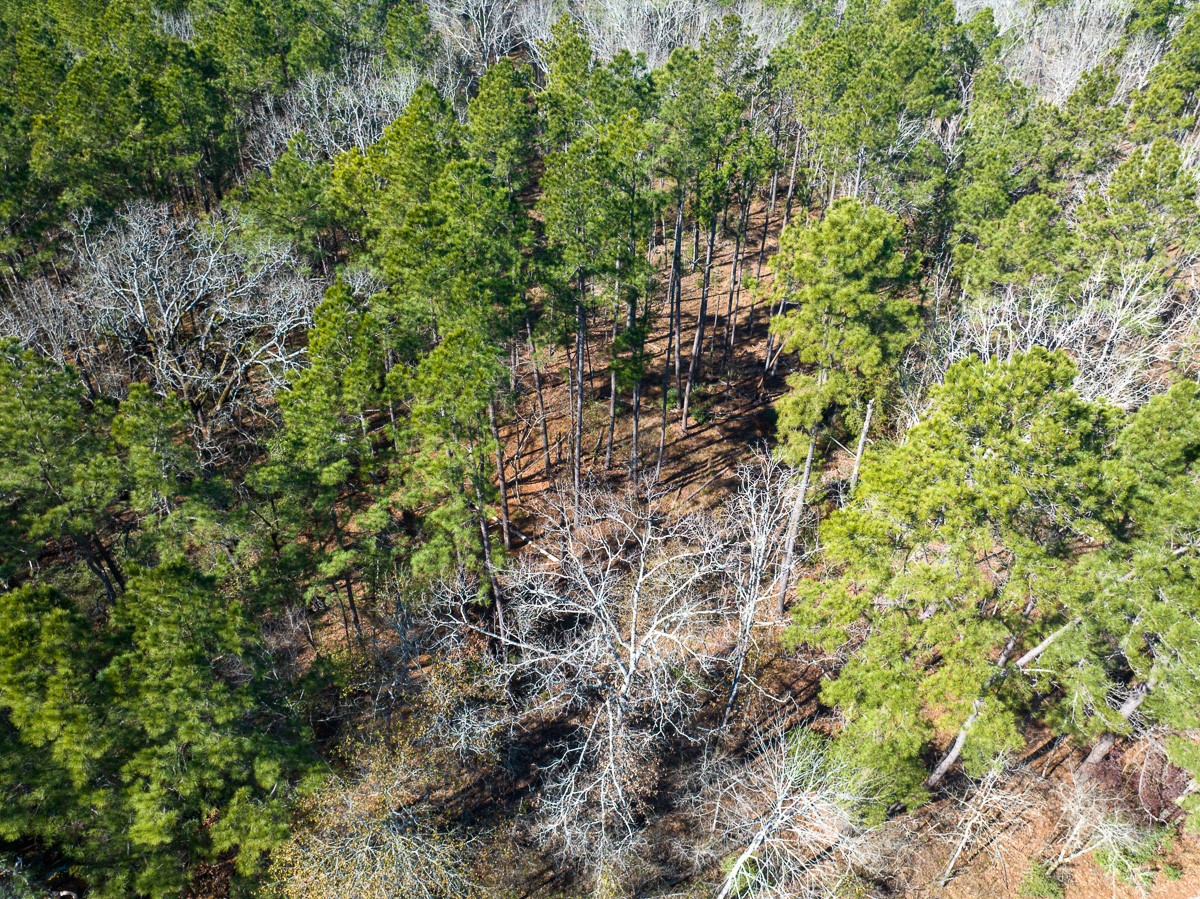 Tbd O'Quinn Road Pollok, TX 75969 - Photo 18 of 30