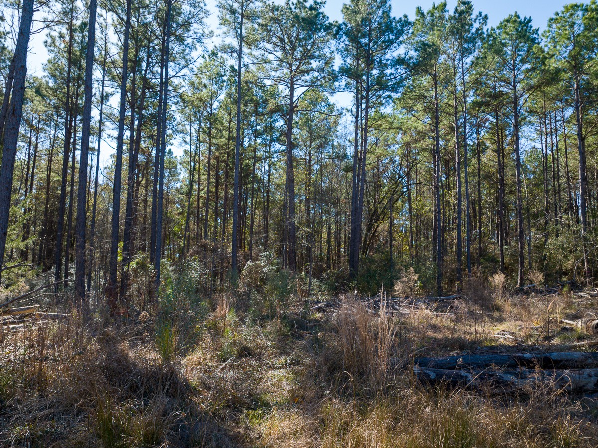 Tbd O'Quinn Road Pollok, TX 75969 - Photo 23 of 30