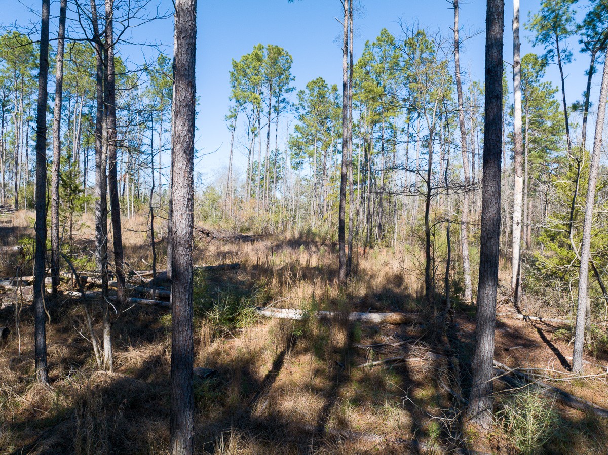 Tbd O'Quinn Road Pollok, TX 75969 - Photo 26 of 30