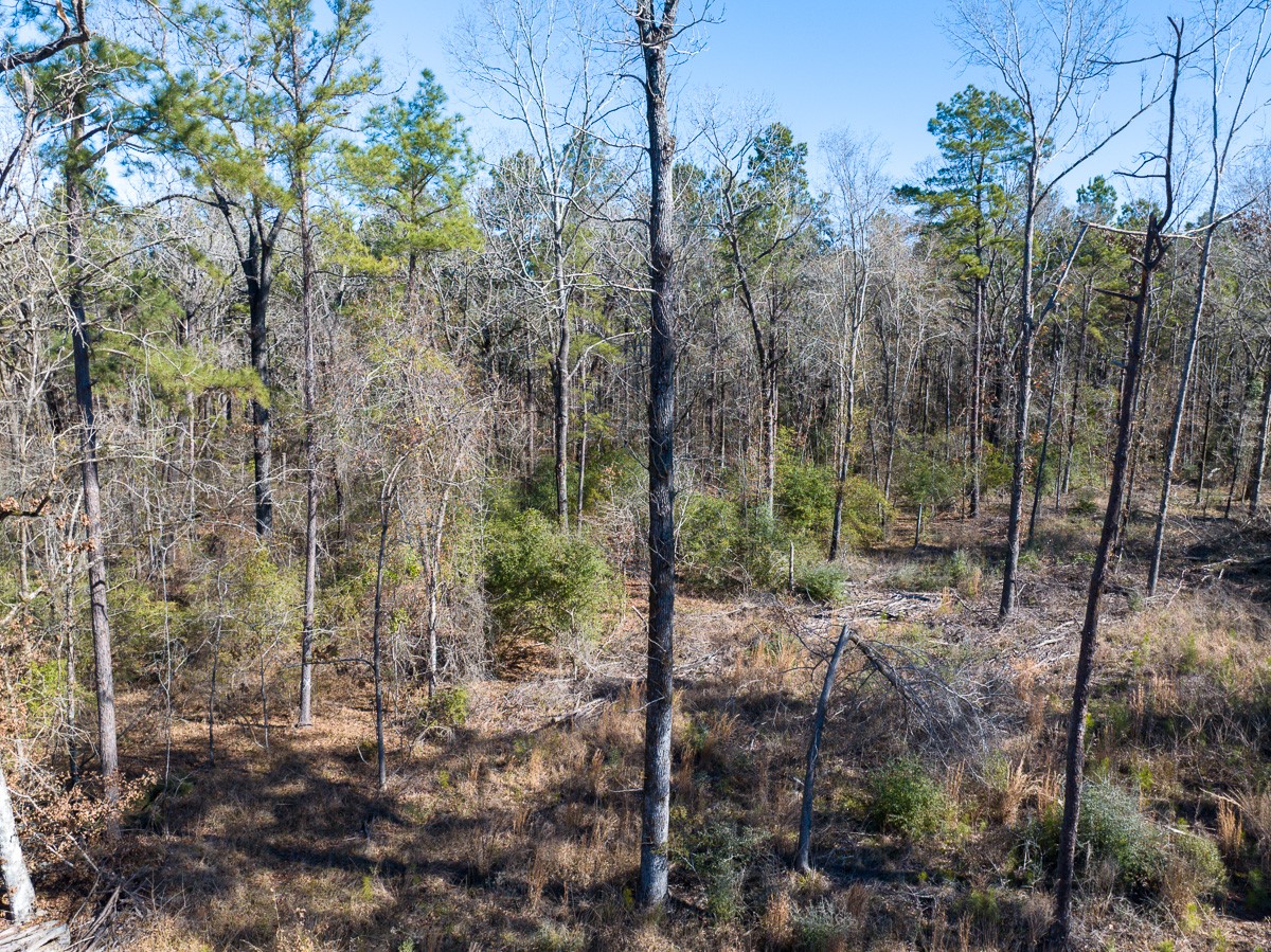 Tbd O'Quinn Road Pollok, TX 75969 - Photo 6 of 30