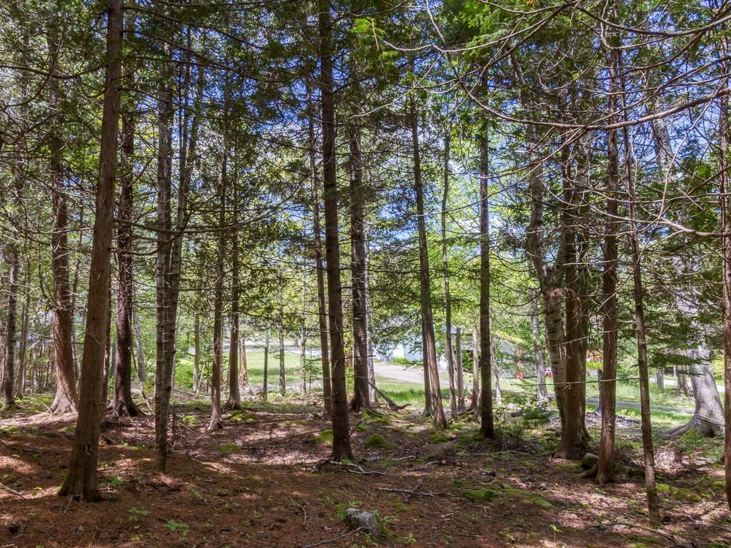11 Upper Dunbar Road Mount Desert, ME 04675 - Photo 4 of 6 Wooded area with moss and fern.