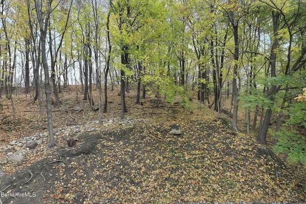 a view of a forest with trees in the background