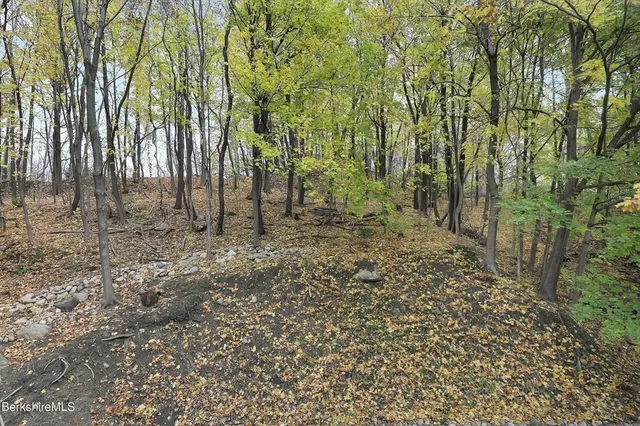 a view of a forest with trees in the background