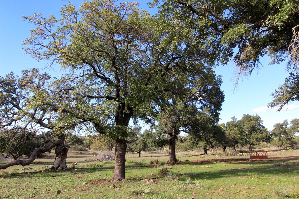 a view of yard with trees