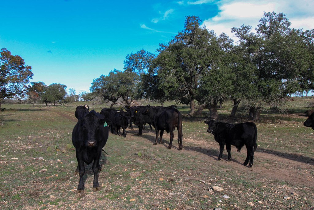 963 Josephine Road Harper, TX 78631 - Photo 15 of 15 a view of a yard with a trampoline