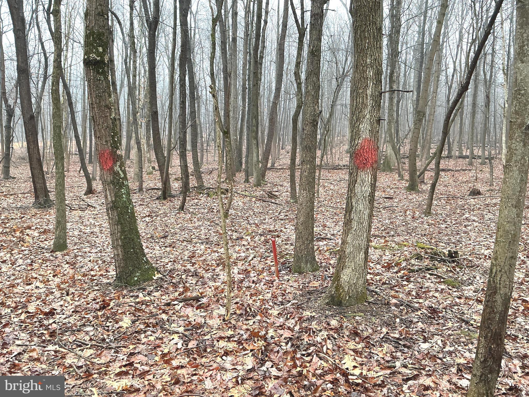 Lot Indian Indian Peg Road Boiling Springs, PA 17007 - Photo 7 of 15 a water heater covered with tall trees