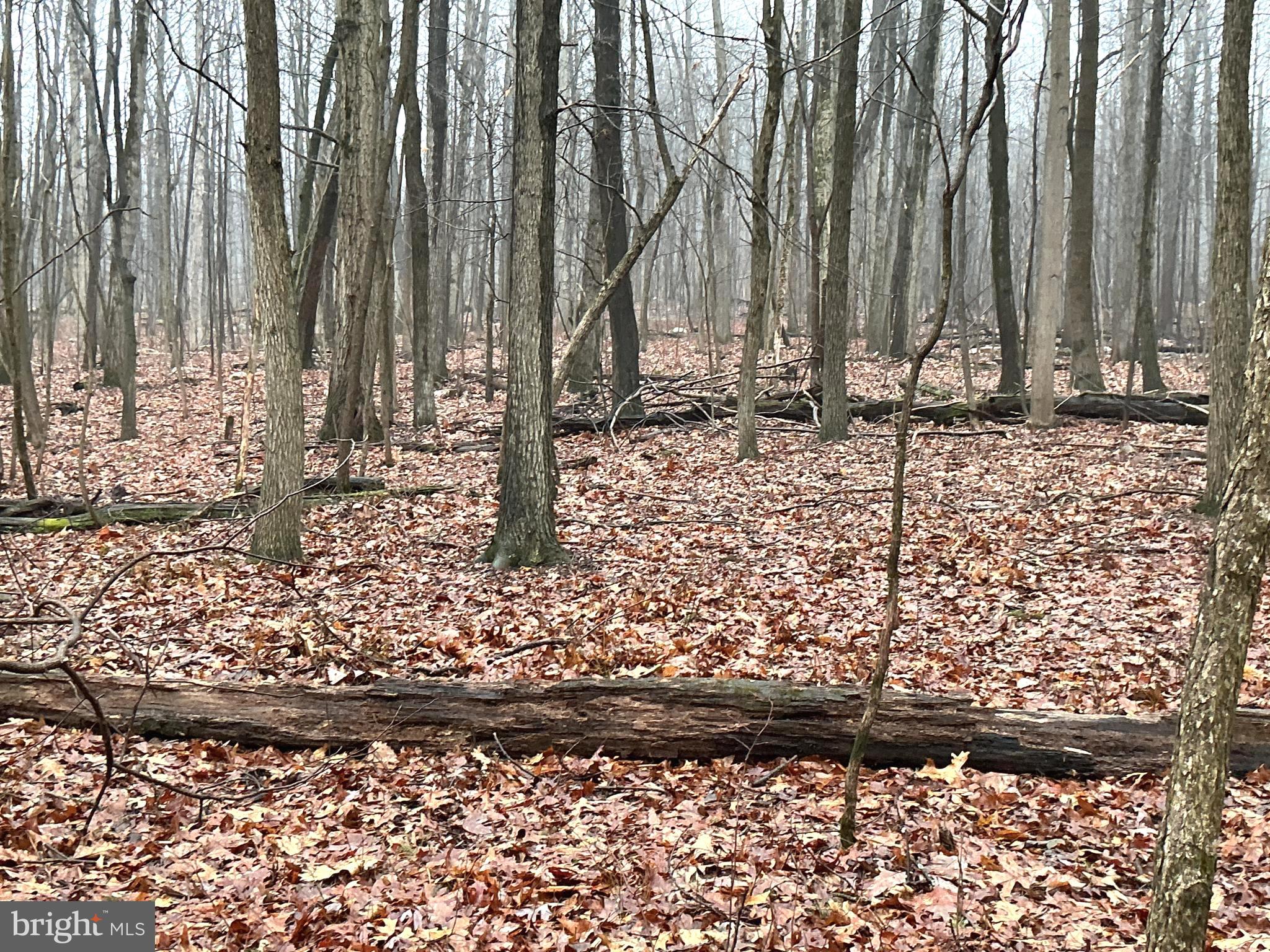 Lot Indian Indian Peg Road Boiling Springs, PA 17007 - Photo 9 of 15 a view of a yard with trees