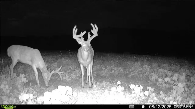 $244,800 | 0 Highway D - Tract 10 (14.4 /- Acres) Eolia Mo 63344, Eolia, MO 63344