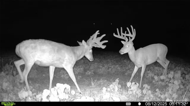 $244,800 | 0 Highway D - Tract 10 (14.4 /- Acres) Eolia Mo 63344, Eolia, MO 63344