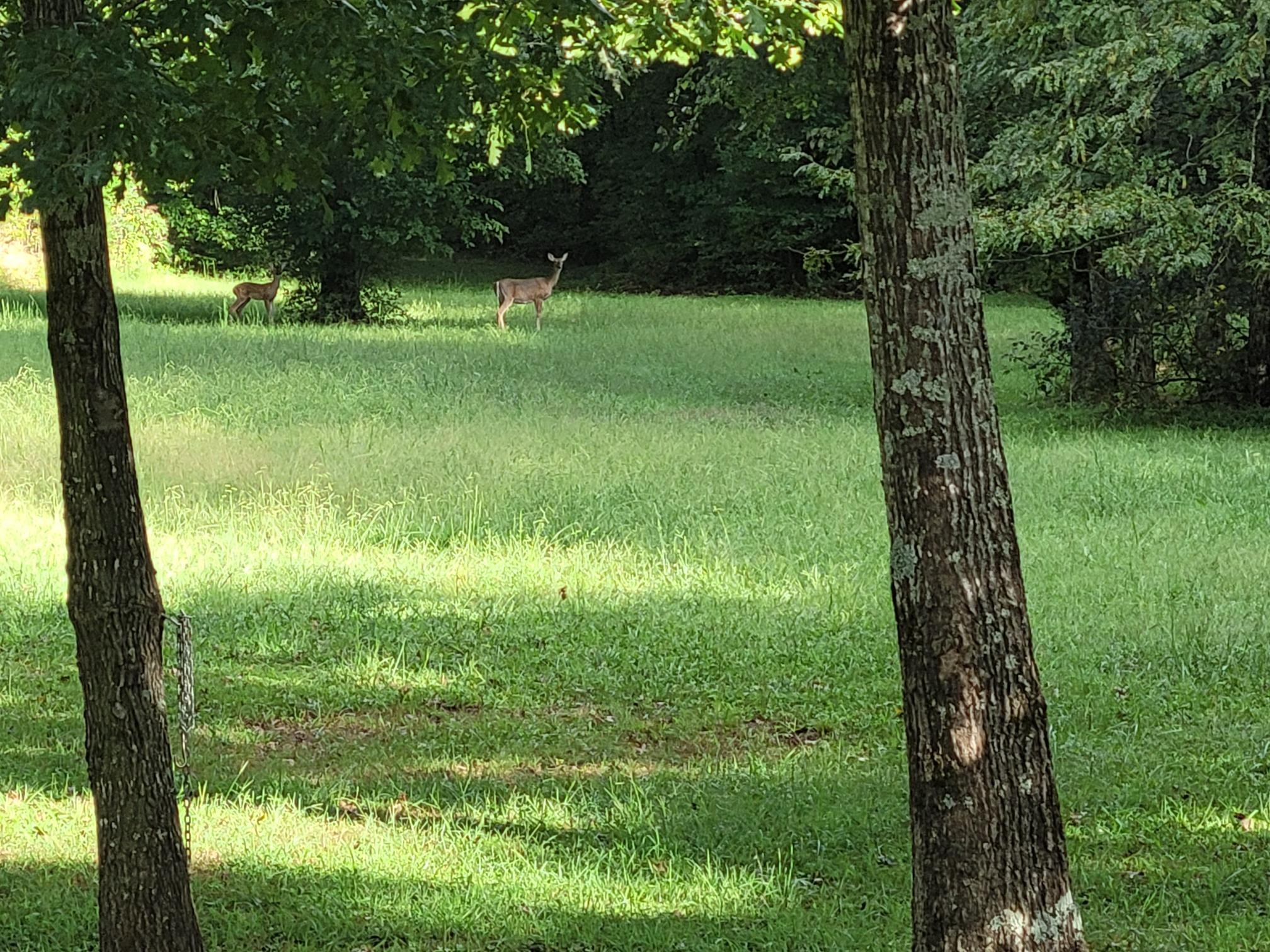 2314 Joe Brown Road Spring Hill, TN 37174 - Photo 3 of 28 a view of a garden with a tree