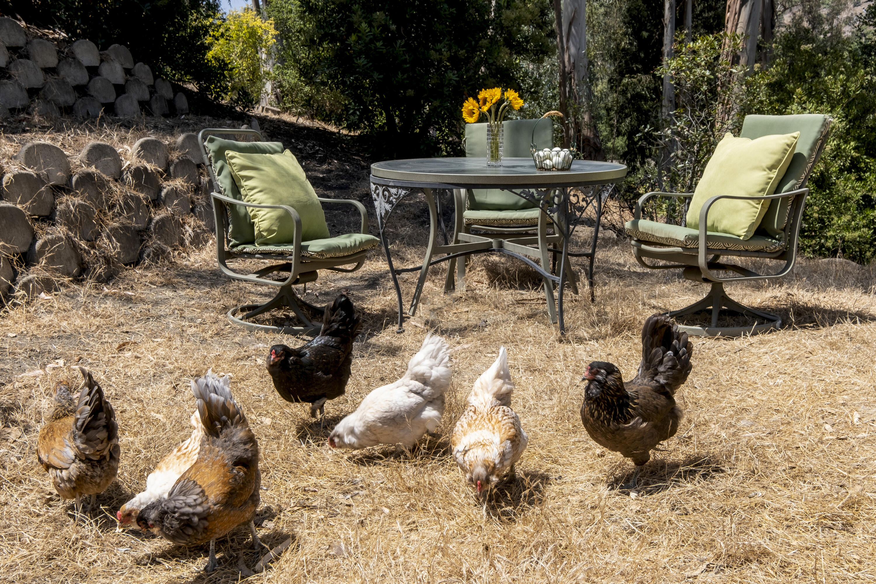 585 Sycamore Vista Road Santa Barbara, CA 93108 - Photo 20 of 26 Chicken coupe