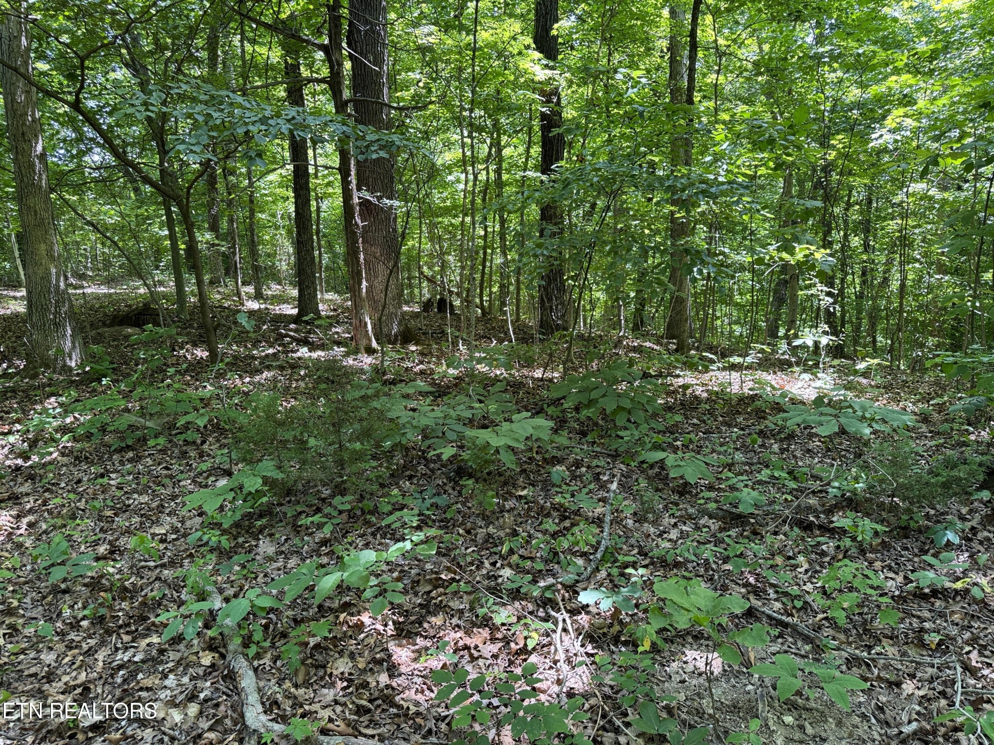 68 Friendship Road Greeneville, TN 37745 - Photo 7 of 16 a view of outdoor space and green space