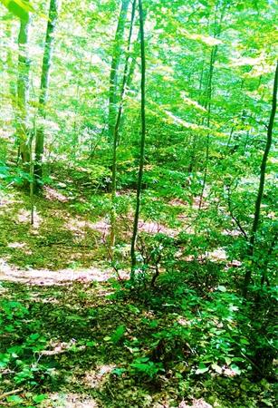 24 Reed Hill Road Wales, MA 01081 - Photo 5 of 15 Gallery Image 5