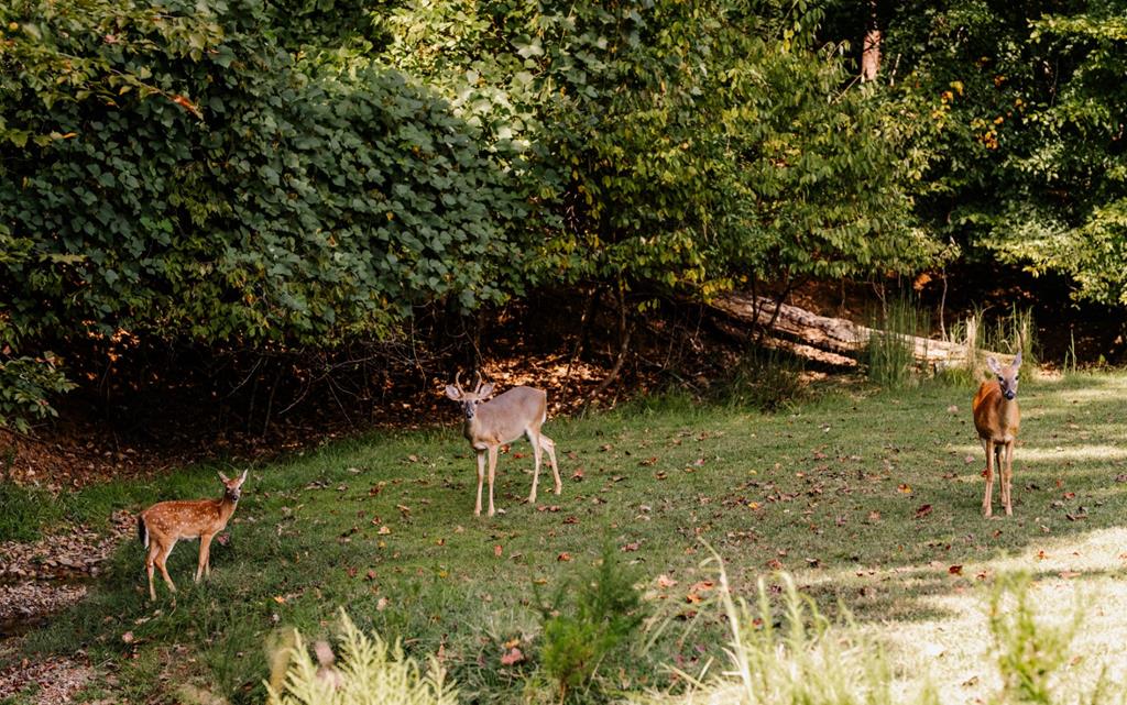 107 23rd Street Ellijay, GA 30540 - Photo 43 of 45 a view of a backyard