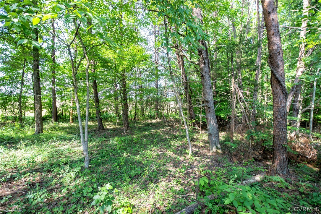 54 Pinegrove Road Cumberland, VA 23040 - Photo 8 of 42 Scenic forest views abound!