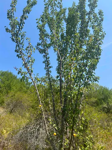 $139,900 | 1068 Clearcreek Road, Kooskia, ID 83539