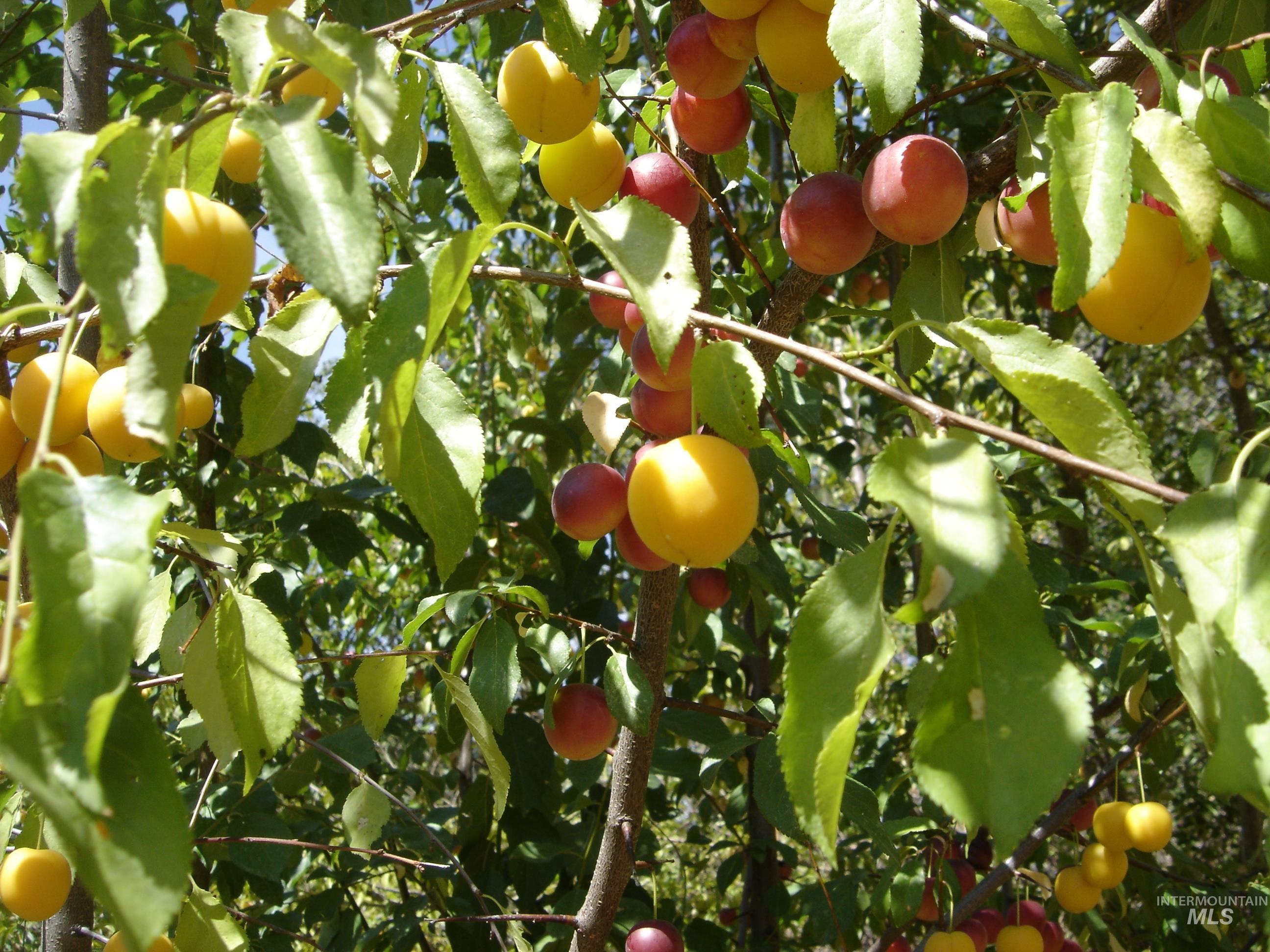 1068 Clearcreek Road Kooskia, ID 83539 - Photo 10 of 32