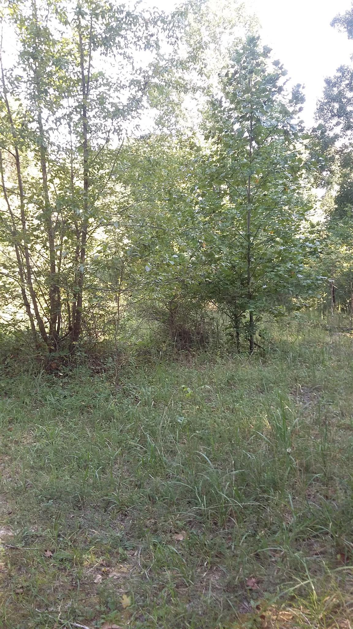 0 Wileys Bend Road White Bluff, TN 37187 - Photo 3 of 4 Gallery Image 3